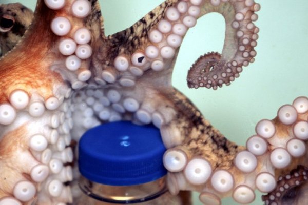 Kraken это современный маркетплейс