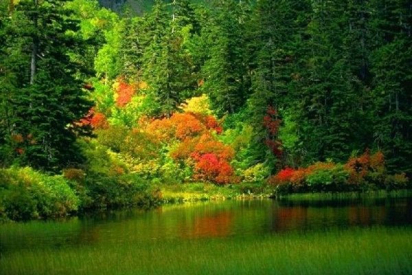 Как купить наркотик в кракен